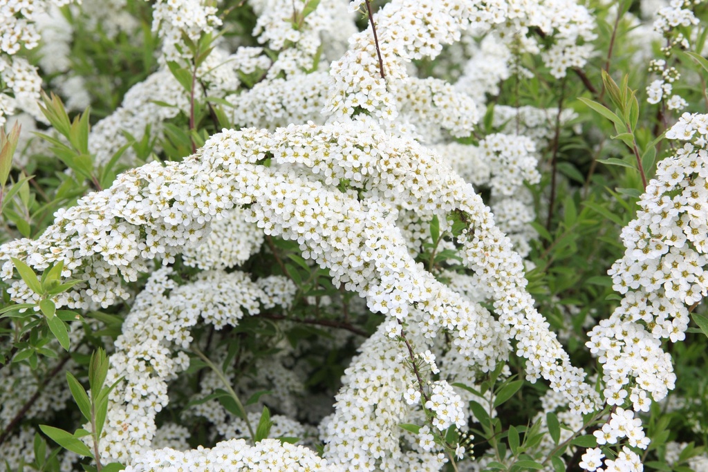 SPIRAEA CINEREA 'GREFSHEIM'