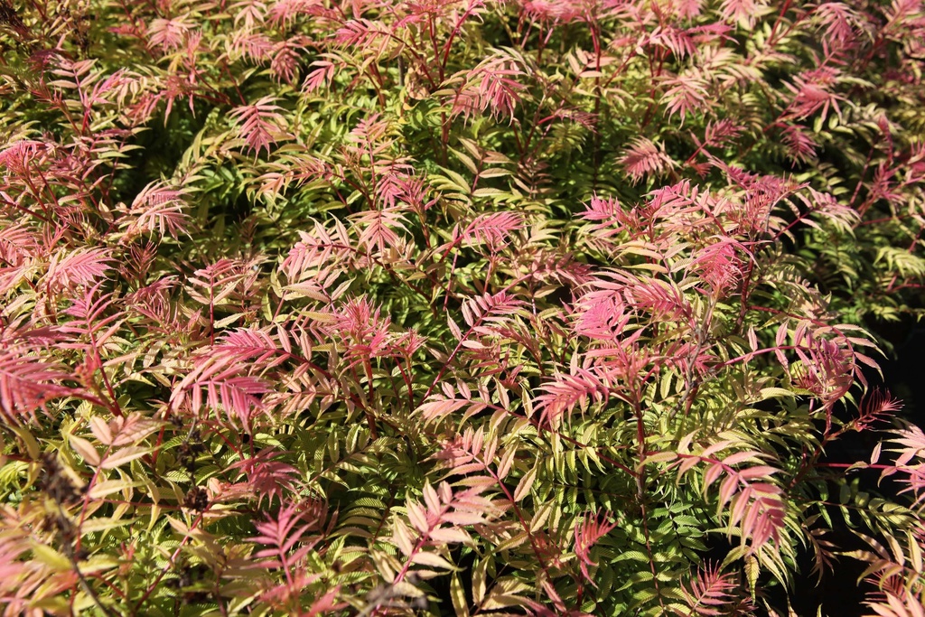 SORBARIA SORBIFOLIA 'SEM'