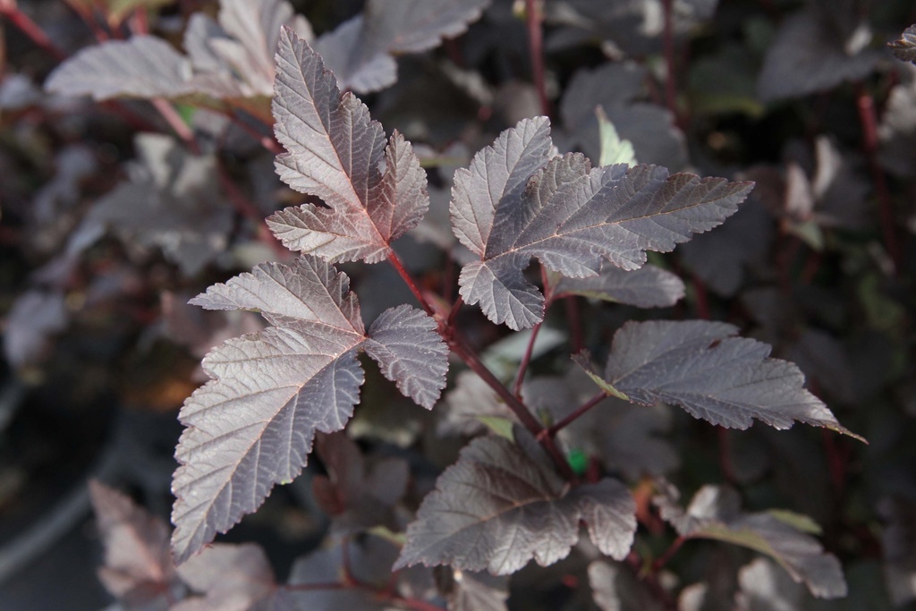 PHYSOCARPUS OPULIFOLIUS 'DIABOLO'