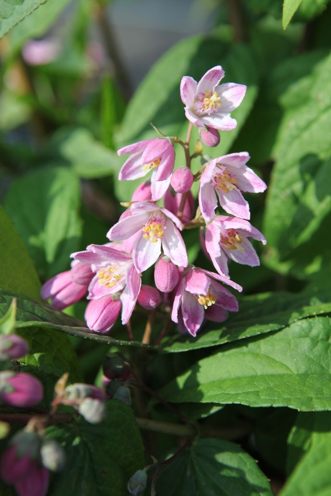 DEUTZIA HYBRIDA 'STRAWBERRY FIELDS'