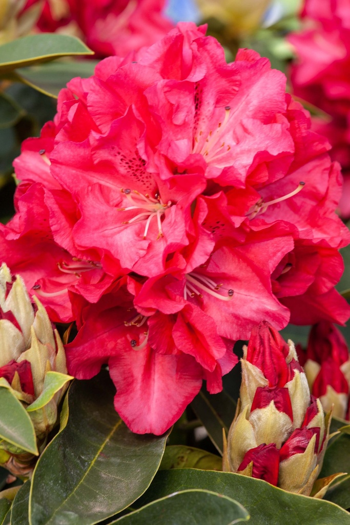 RHODODENDRON 'WILGEN'S RUBY'