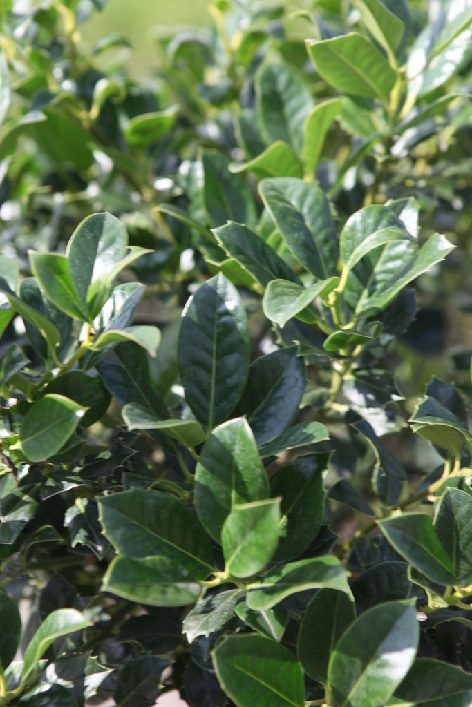 ILEX AQUIFOLIUM 'J.C. VAN TOL'