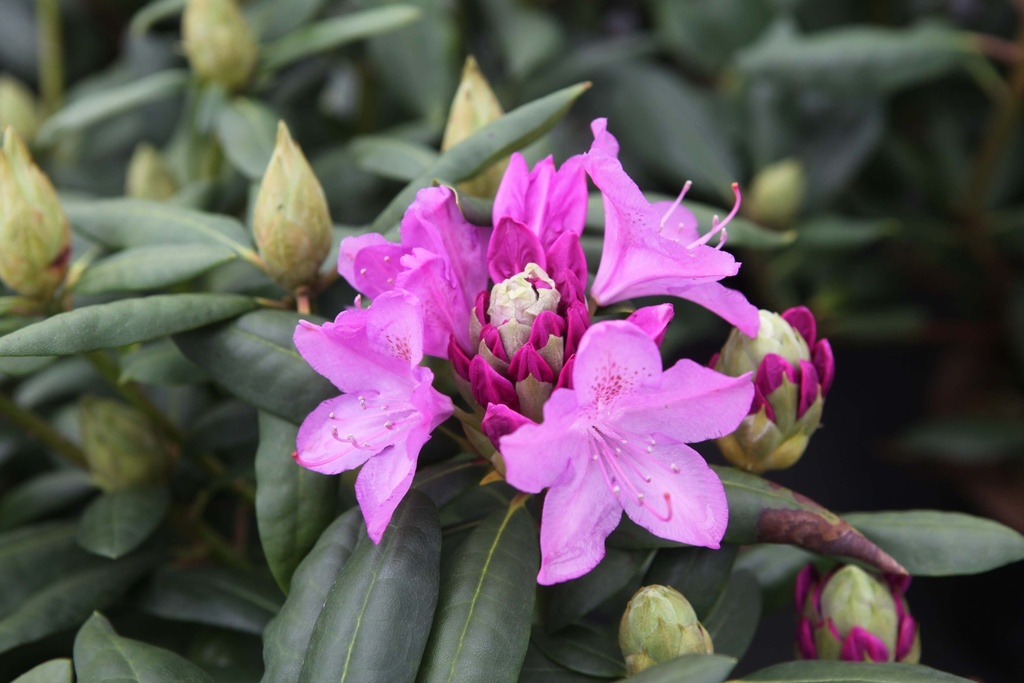 [RREL100KL] RHODODENDRON 'ROSEUM ELEGANS' (Kluit, 100-125 cm)