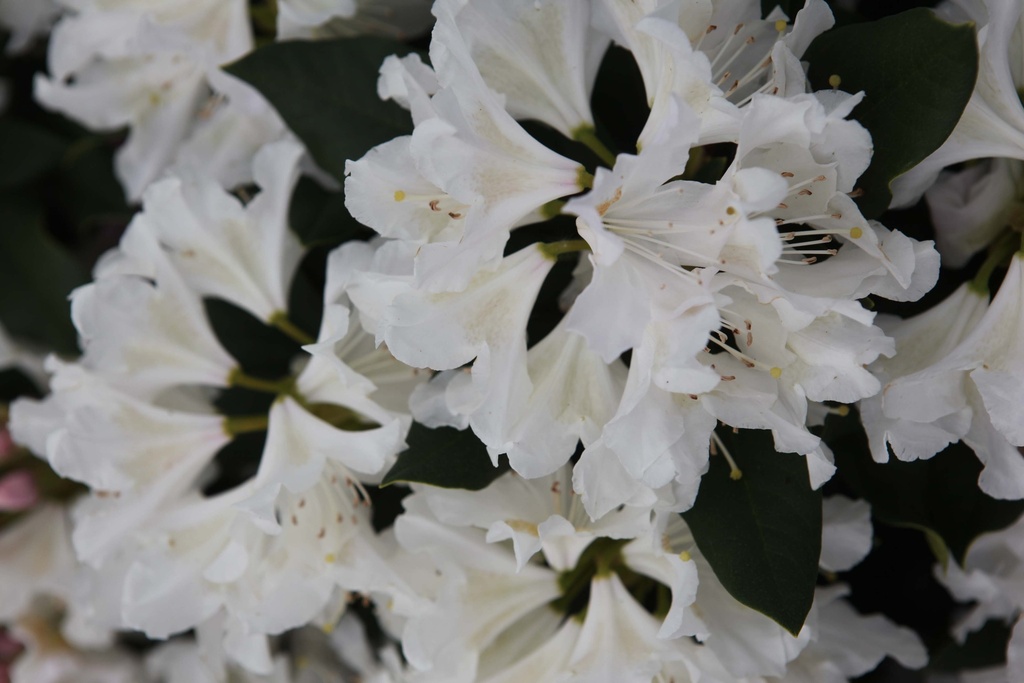 [RCWH150KL] RHODODENDRON 'CUNNINGHAM'S WHITE' (Kluit, 150-175)