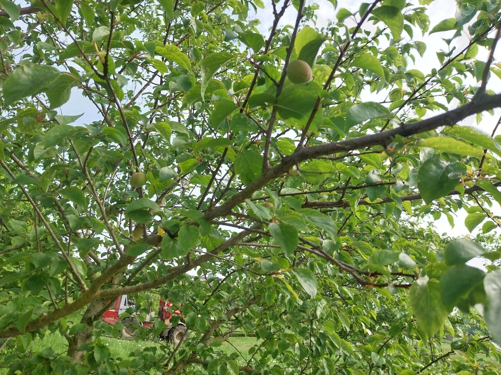 ABRICOTIERPRUIM APRIKYRA SCION D'UN AN