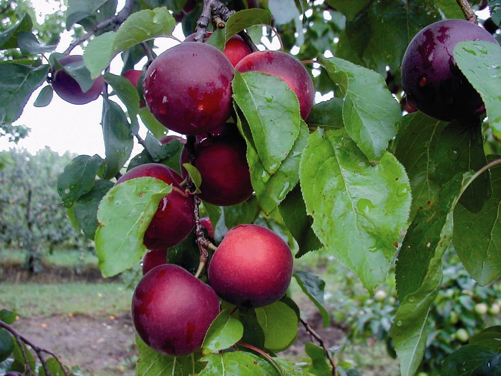 ABRICOTIERPRUIM APRIKYRA (R) HAUT-TIGE