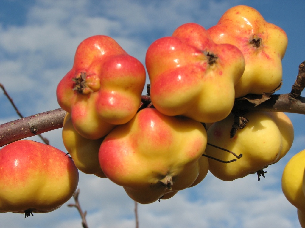 POMMIERSBOOM  'APISTAR' (R) BASSE-TIGE