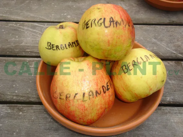 POMMIERSBOOM  'BERGLANDER' DEMI-TIGE