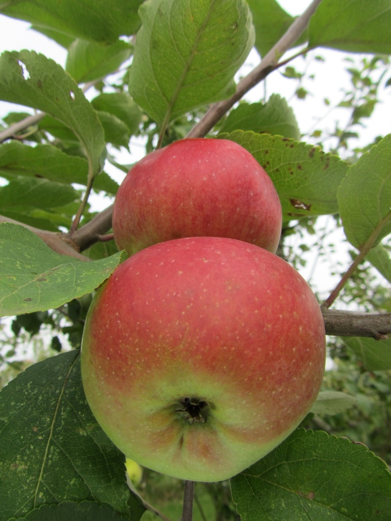 POMMIERSBOOM  'BRABANT BELLEFLEUR' DEMI-TIGE