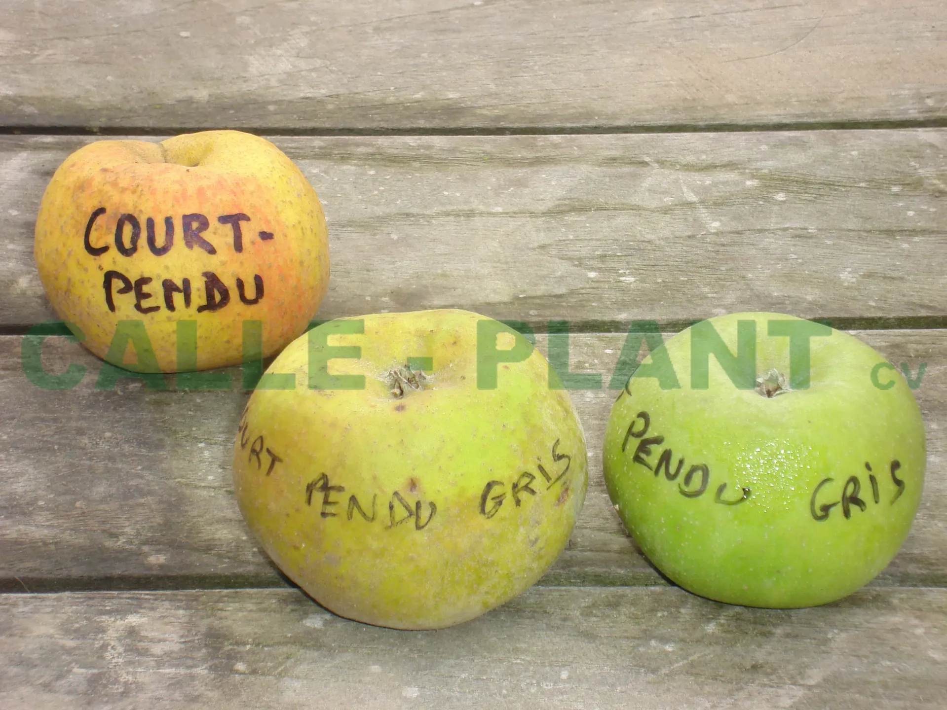 APPELBOOM  'COURT PENDU GRIS' JAARSE SNOER