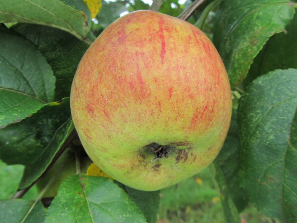 APPELBOOM  'CWASTRESSE DOUBLE' RGF JAARSE SNOER