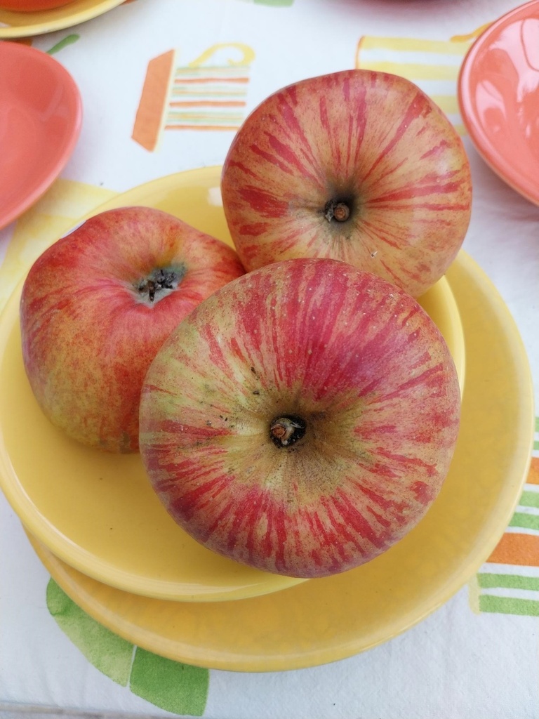 [APBFDOH] APPELBOOM 'DUBBELE BELLEFLEUR' HOOGSTAM (8-10 cm, Bittenfelder)