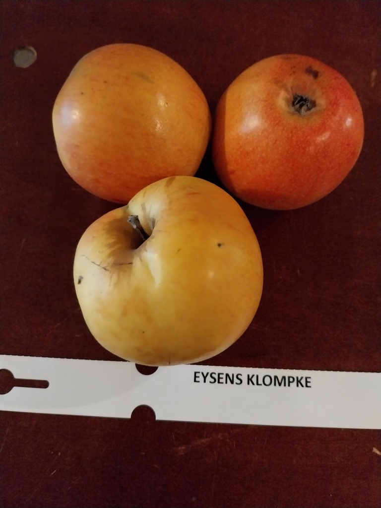 POMMIERSBOOM  'EYSDENS KLOMPKE' HAUT-TIGE