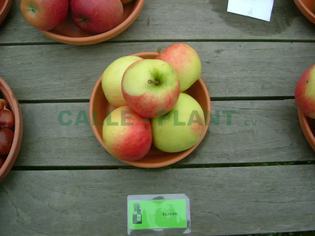 POMMIERSBOOM  'ELSTAR' BASSE-TIGE