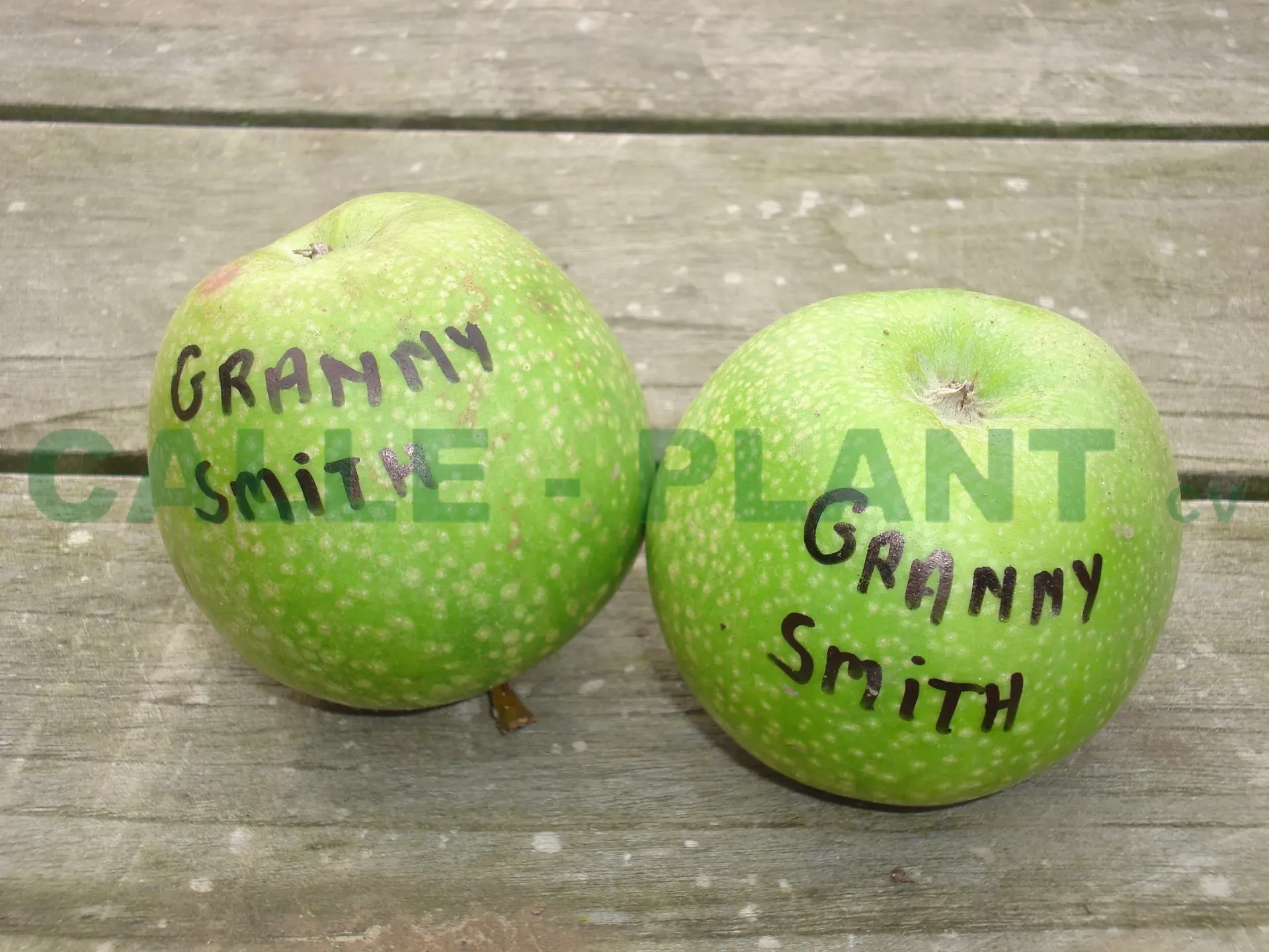 POMMIERSBOOM  'GRANNY SMITH' HAUT-TIGE