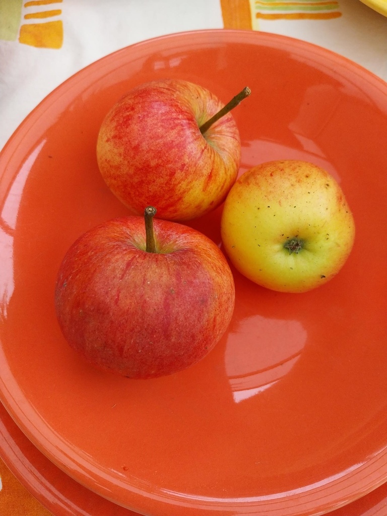 APPELBOOM  'JAMES GRIEVE' LAAGSTAM