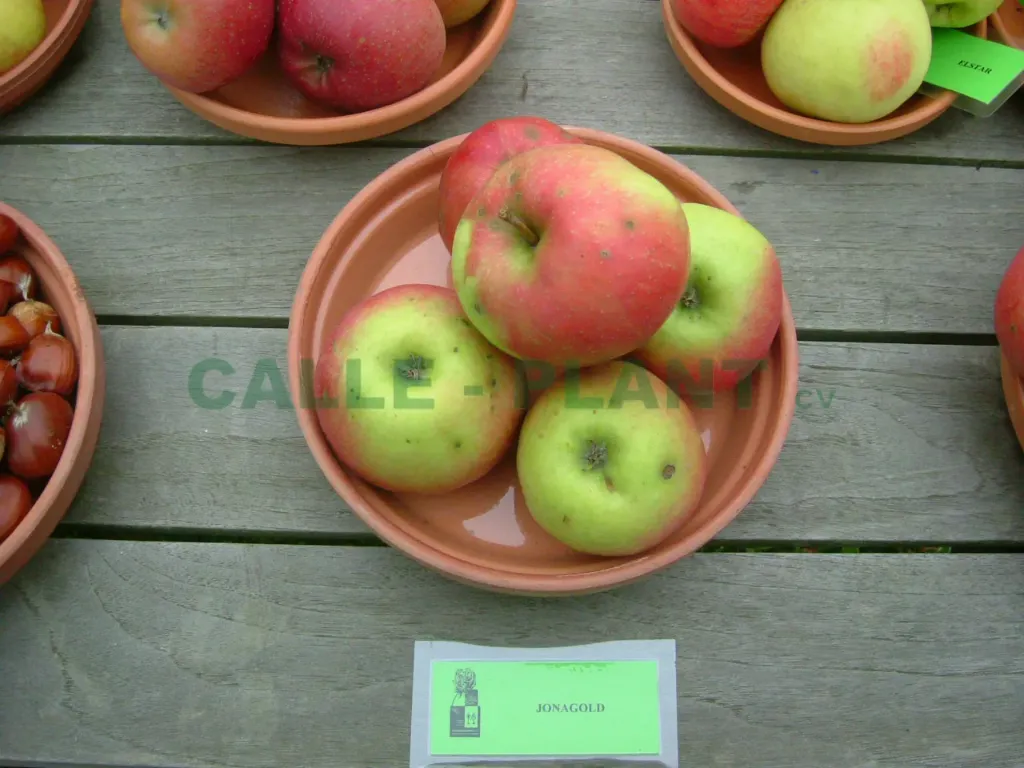 POMMIERSBOOM  'JONAGOLD' HAUT-TIGE
