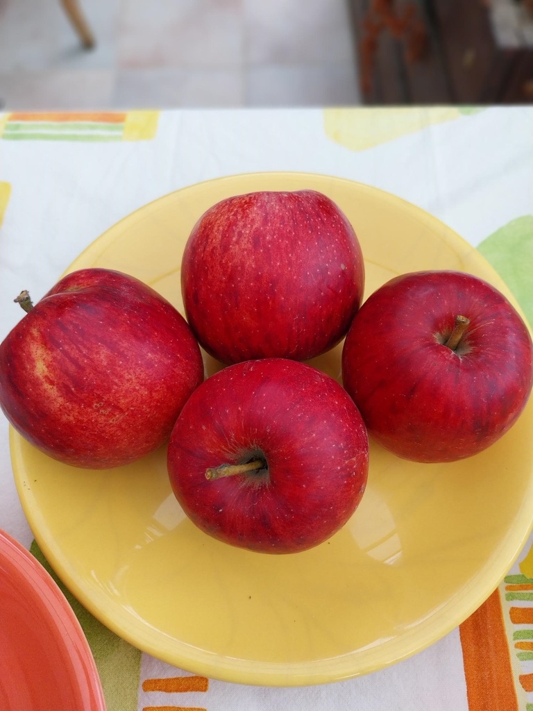 POMMIERSBOOM  'JONAGORED' DEMI-TIGE