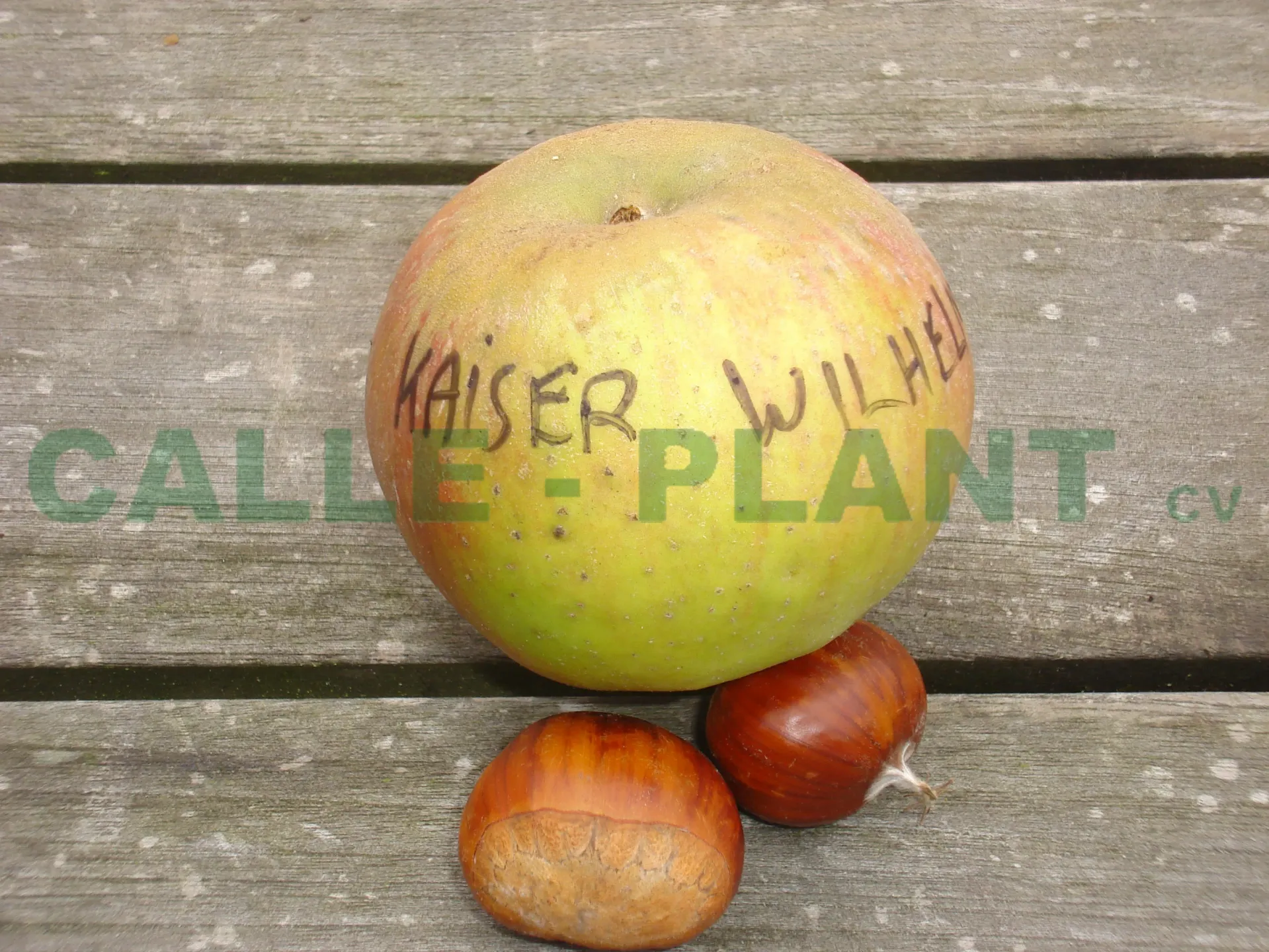 POMMIERSBOOM  'KAISER WILHELM' BASSE-TIGE
