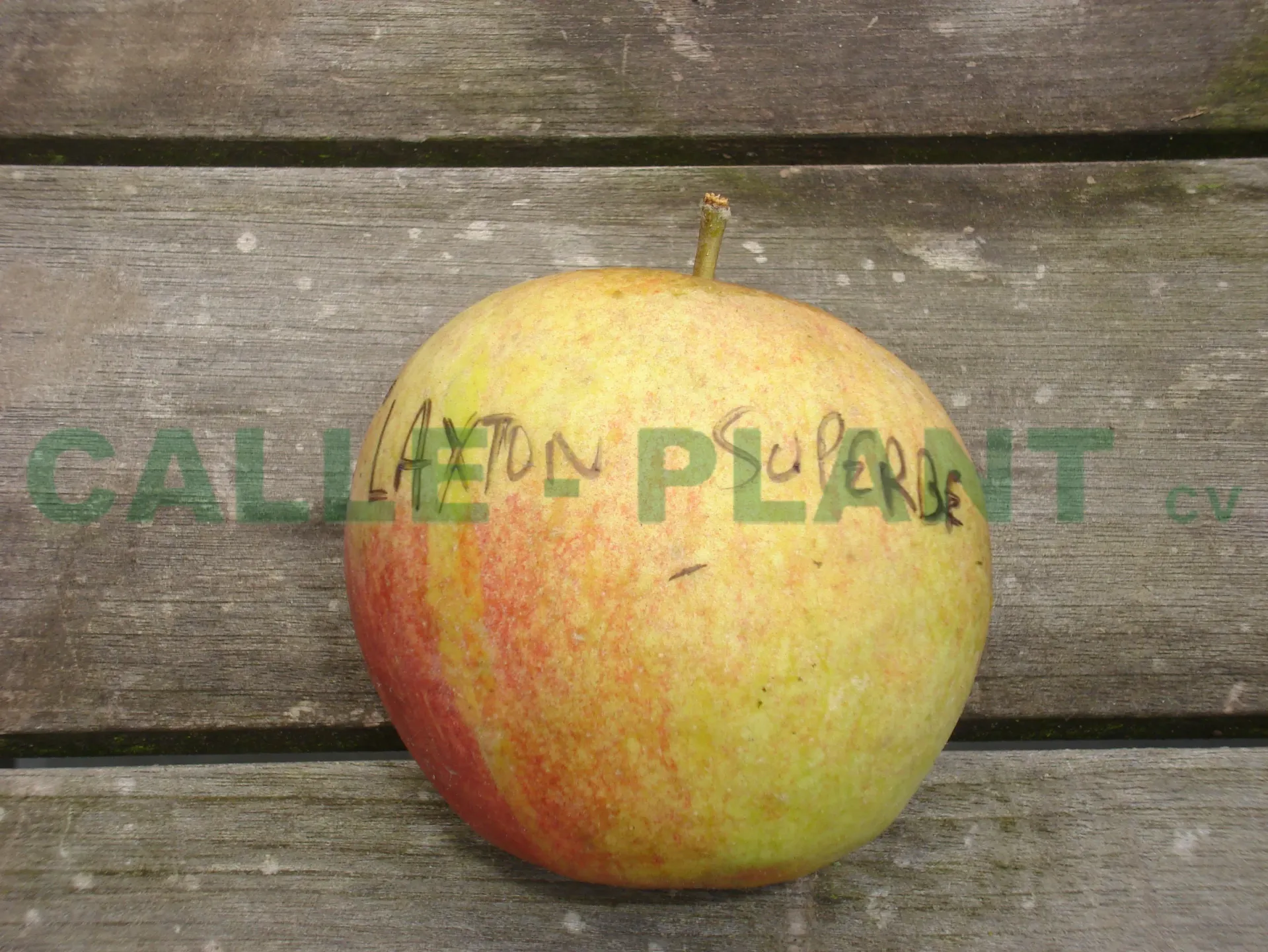 POMMIERSBOOM  'LAXTON'S SUPERB' DEMI-TIGE