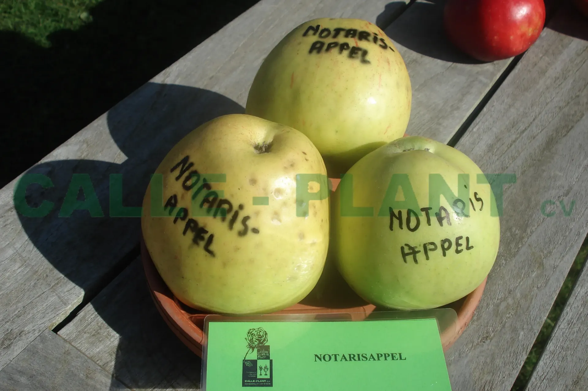 POMMIERSBOOM  'NOTARISPOMMIERS' SCION D'UN AN