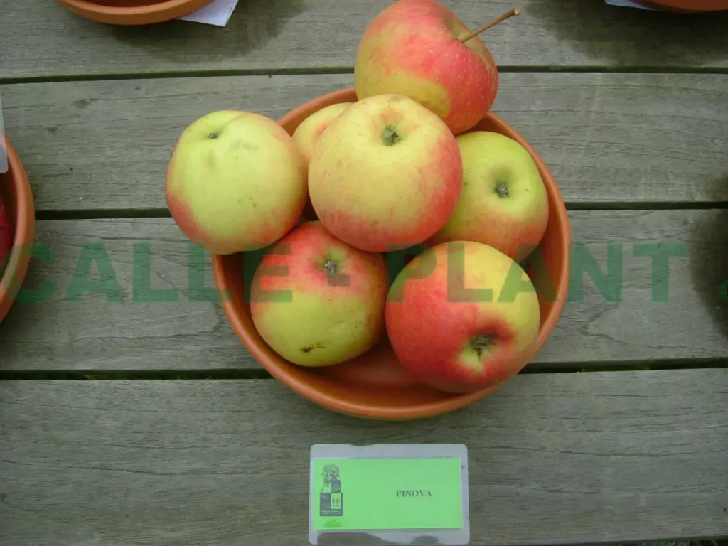 [APPIH] APPELBOOM  'PINOVA' HOOGSTAM (8-10 cm, Bittenfelder)