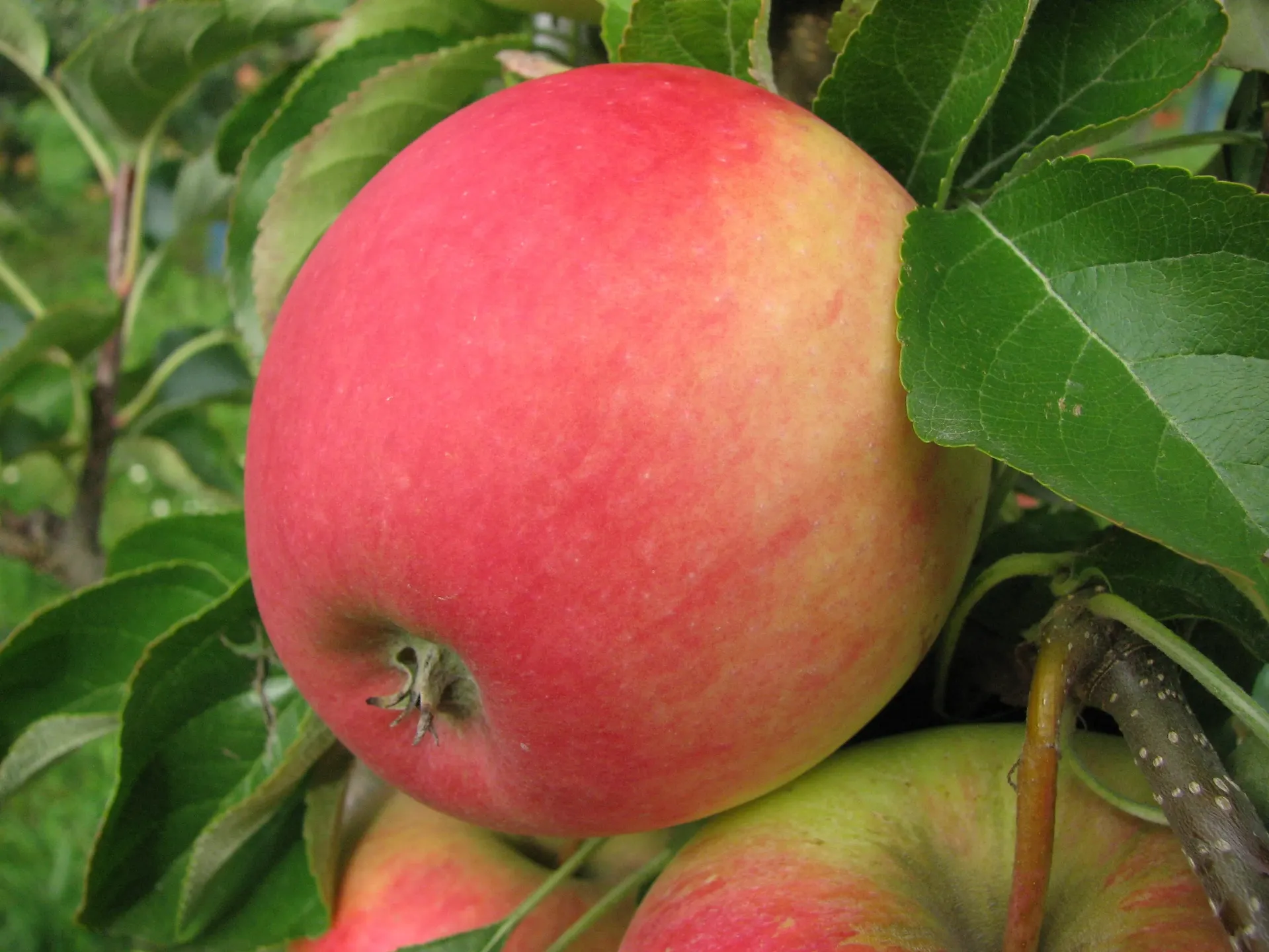 POMMIERSBOOM  'PINOVA' DEMI-TIGE
