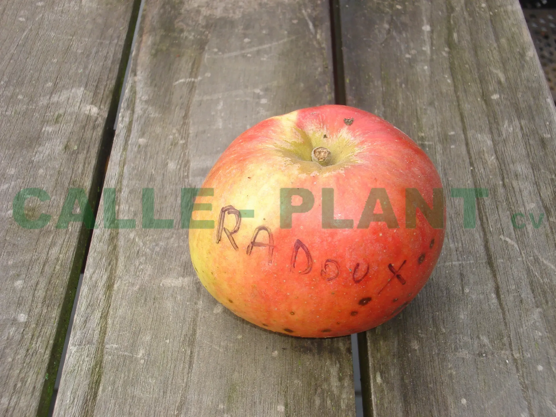 POMMIERSBOOM  'RADOUX' RGF HAUT-TIGE