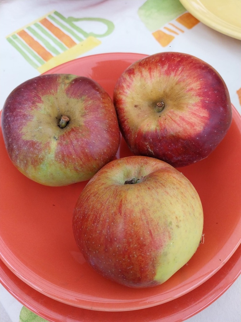 POMMIERSBOOM  'WINTERRAMBOUR' DEMI-TIGE