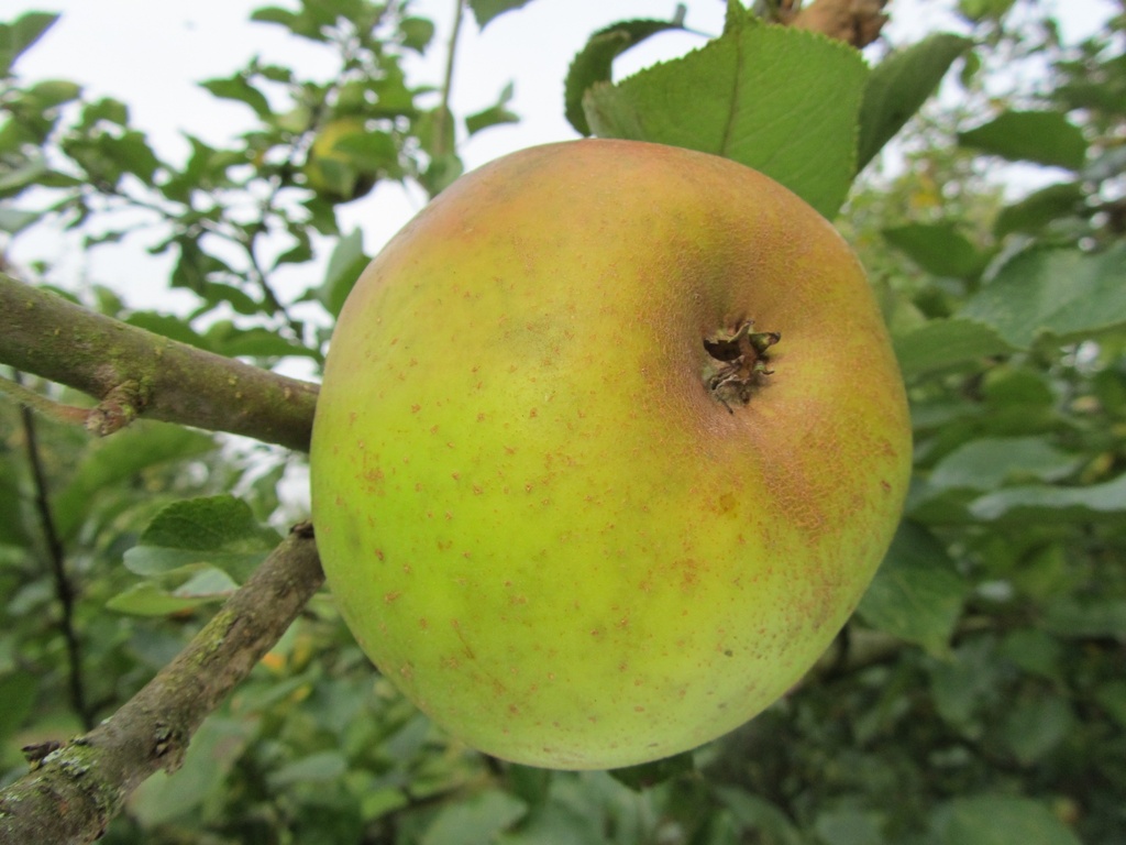 POMMIERSBOOM  'REINETTE BLANCHE DU CANADA' BASSE-TIGE
