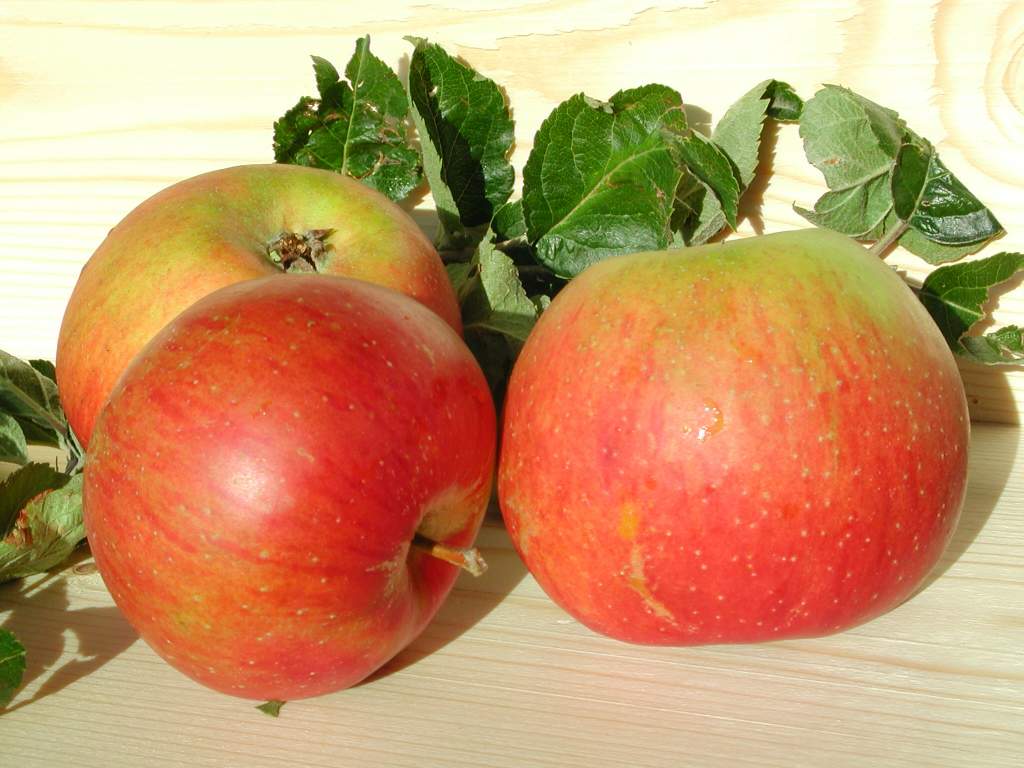 POMMIERSBOOM  'REINETTE DE BLENHEIM' RGF DEMI-TIGE