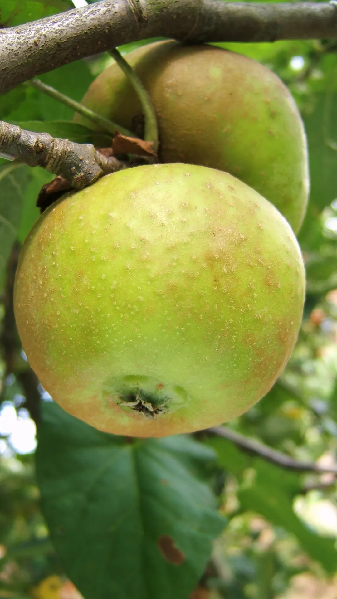 POMMIERSBOOM  'FRANSE RENET' BASSE-TIGE