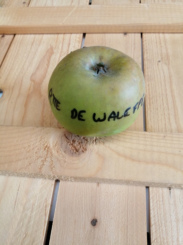 POMMIERSBOOM  'REINETTE DE WALEFFE' RGF DEMI-TIGE