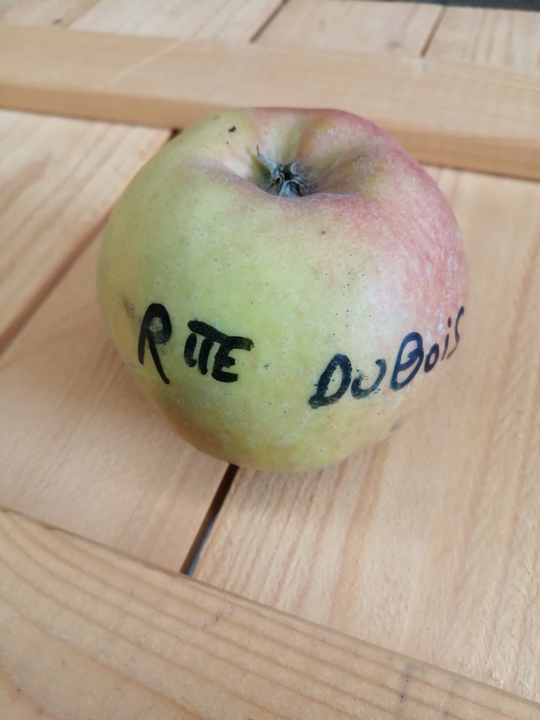 POMMIERSBOOM  'REINETTE DUBOIS' RGF BASSE-TIGE