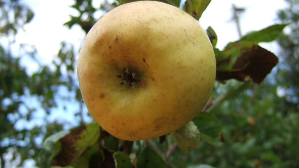 POMMIERSBOOM  'REINETTE EVAGIL' RGF DEMI-TIGE