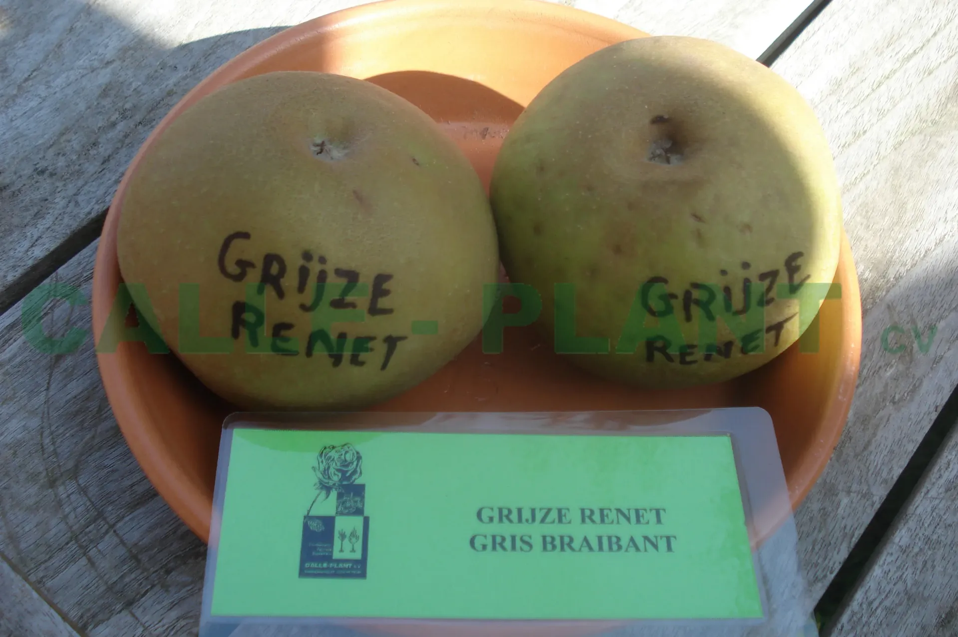 APPELBOOM  'REINETTE GRISE' RGF LAAGSTAM