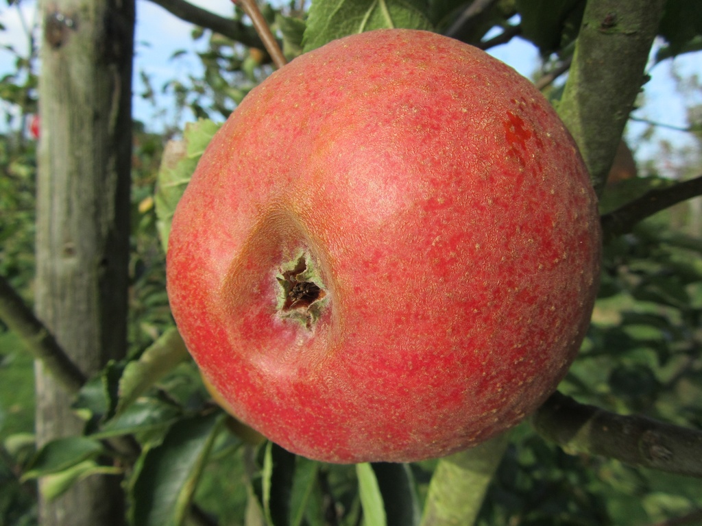 [APRPLEH106] APPELBOOM REINETTE PROFESSEUR LECRENIER RGF HOOGSTAM (Mm106)