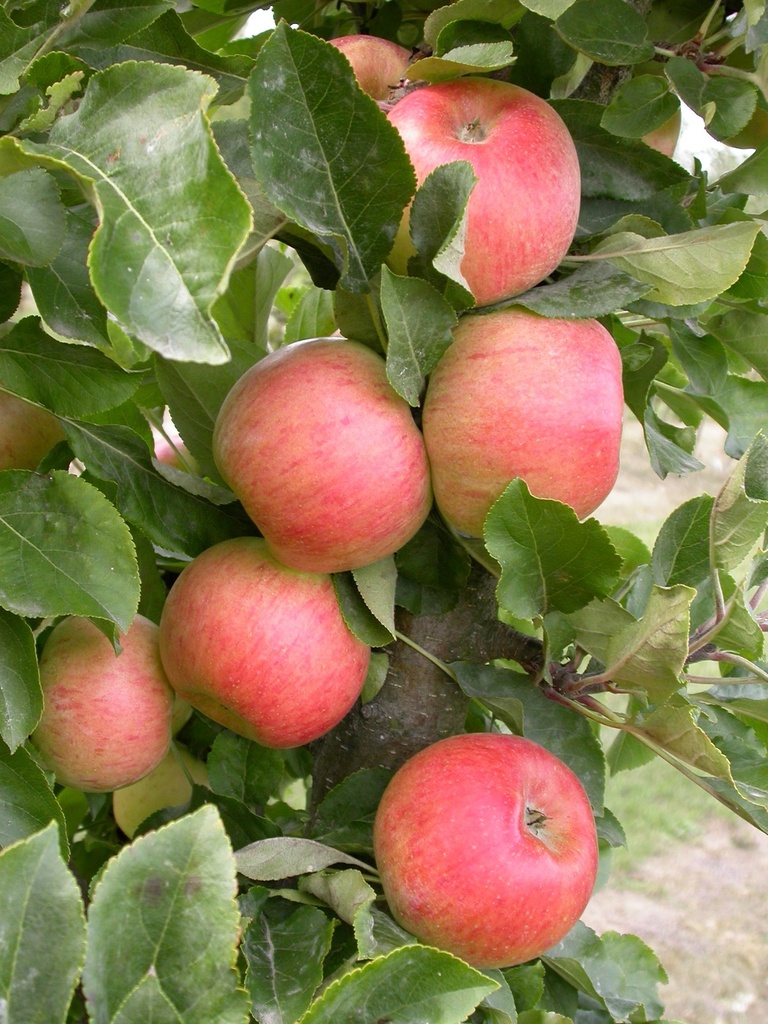 POMMIERSBOOM  'RHAPSODIE' BASSE-TIGE