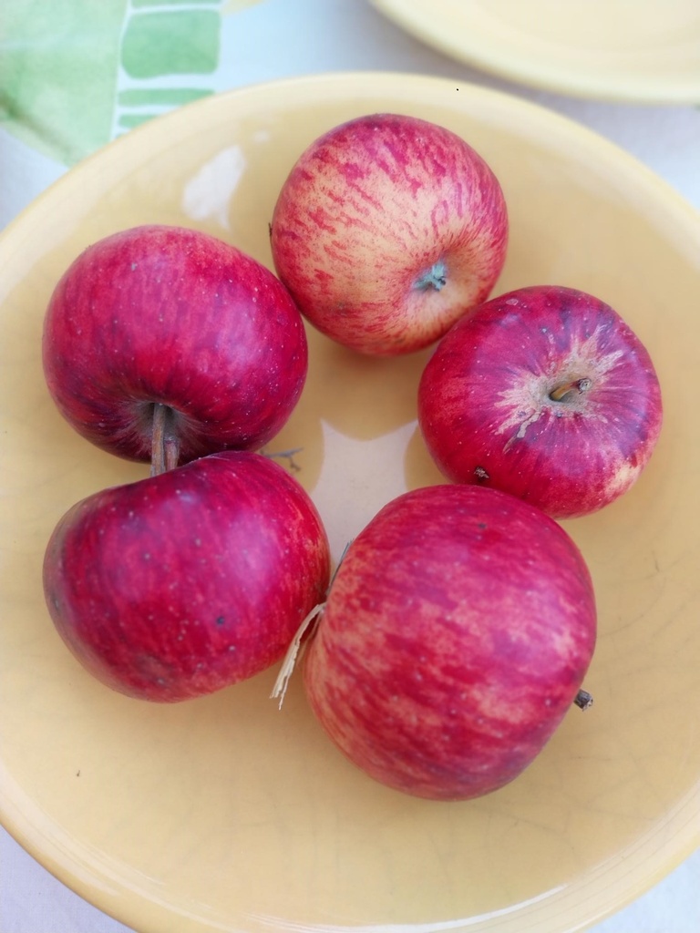 POMMIERSBOOM  'TOPAZ' DEMI-TIGE