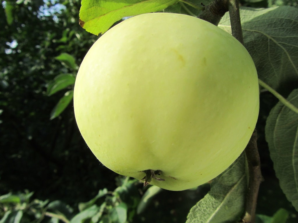 POMMIERSBOOM  OOGSTPOMMIERS HAUT-TIGE