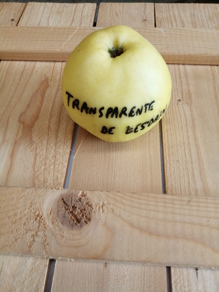POMMIERSBOOM  'TRANSPARENTE DE LESDAIN' RGF SCION D'UN AN