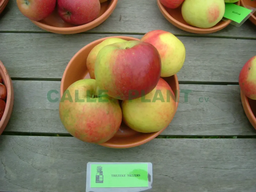 POMMIERSBOOM  'TREZEKE MEYERS' BASSE-TIGE