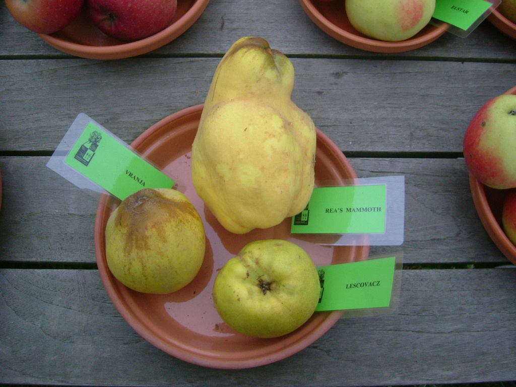 [KWCHH6] KWEEPEER 'CHAMPION' HOOGSTAM (6-8 cm)