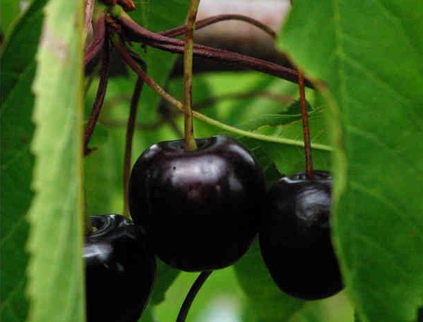 CERISIER 'ANNA BELLA' HAUT-TIGE
