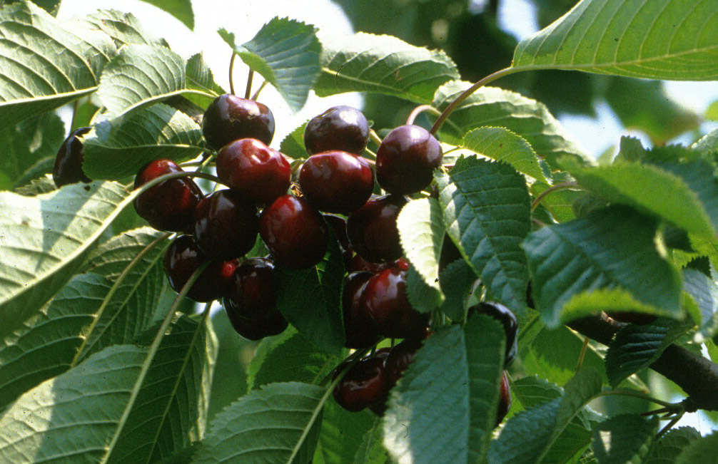 KERSENBOOM 'BIGARREAU BURLAT' JAARSE SNOER