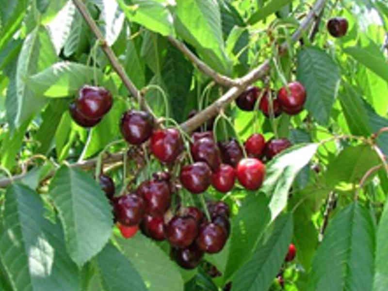 KERSENBOOM 'CASTOR' HALFSTAM