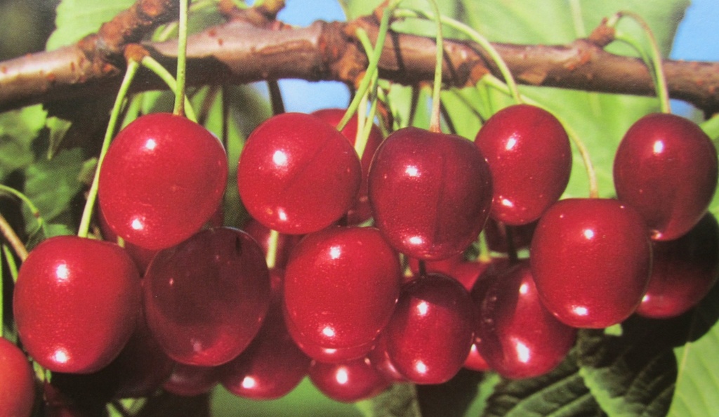 CERISIER 'HEDELFINGER' DEMI-TIGE