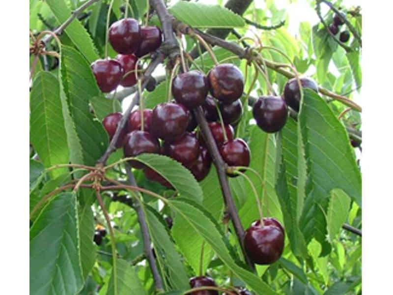 [KEREH] KERSENBOOM 'REGINA' HOOGSTAM (8-10 cm)