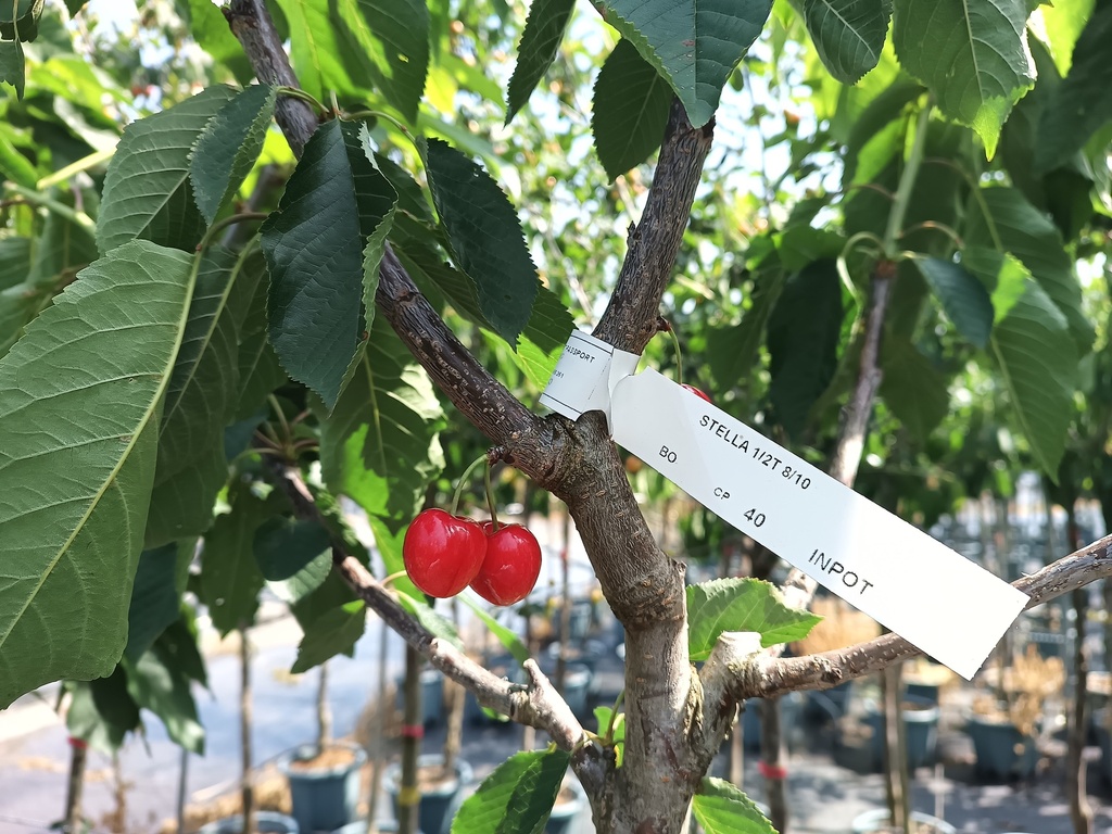 KERSENBOOM 'STELLA' JAARSE SNOER