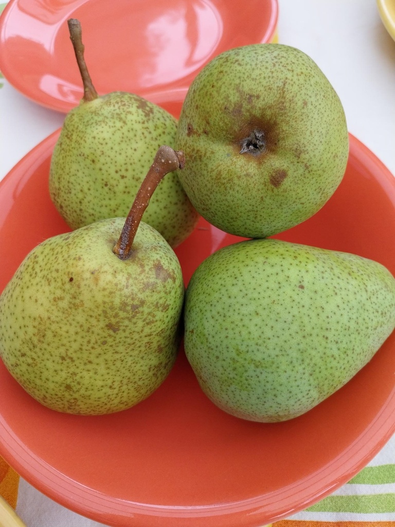 POIRIER 'ALEXANDRINE DOUILLARD' BASSE-TIGE
